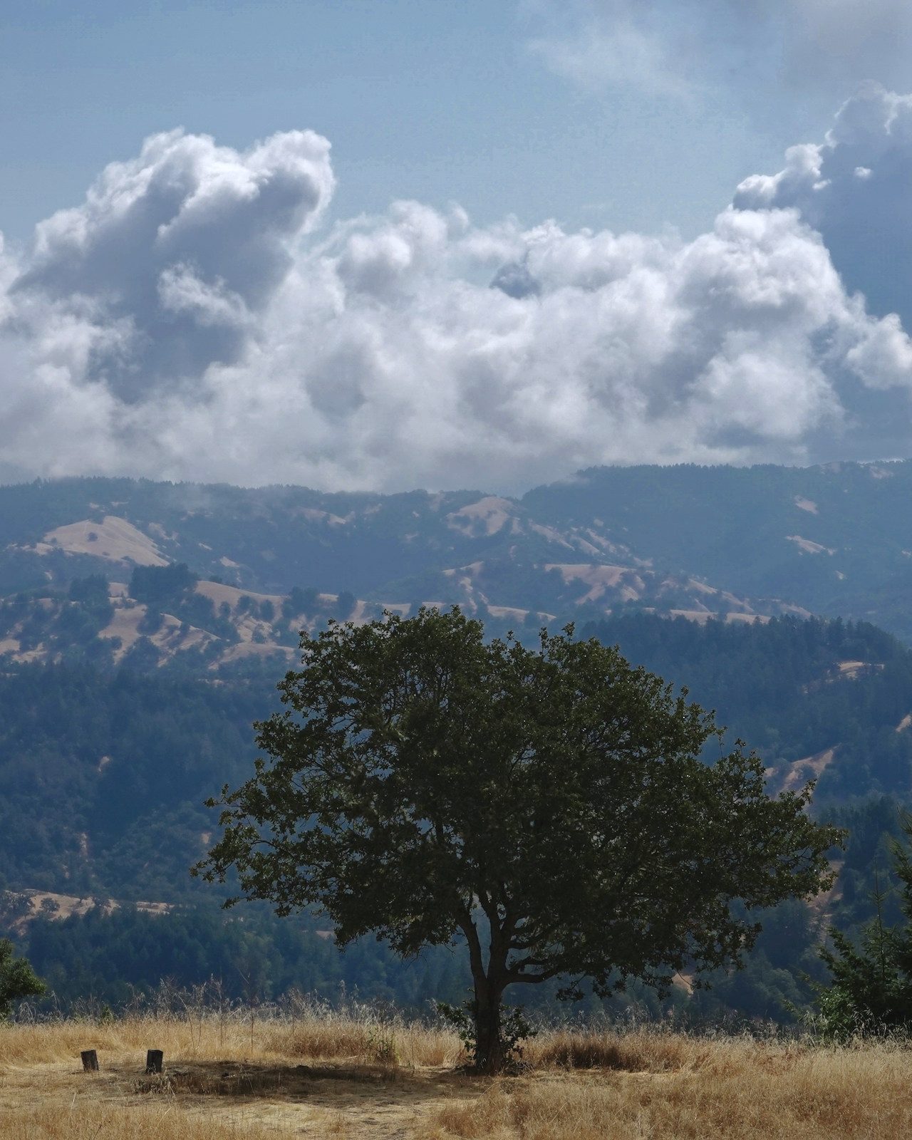 An oak on a dry hillside above wooded ridges and tall clouds